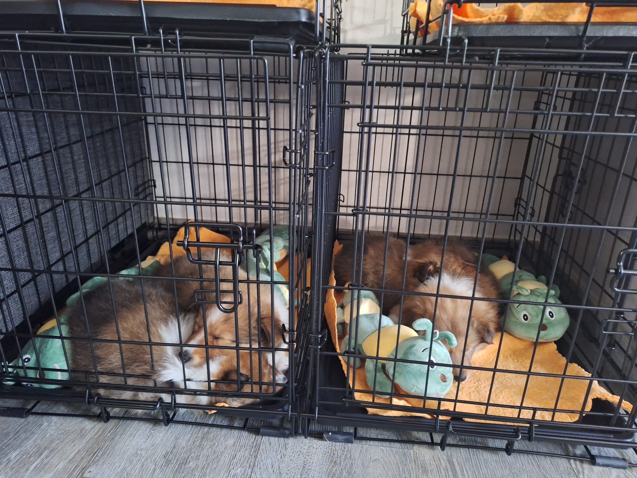 Welpenschlafen in der Hundebox